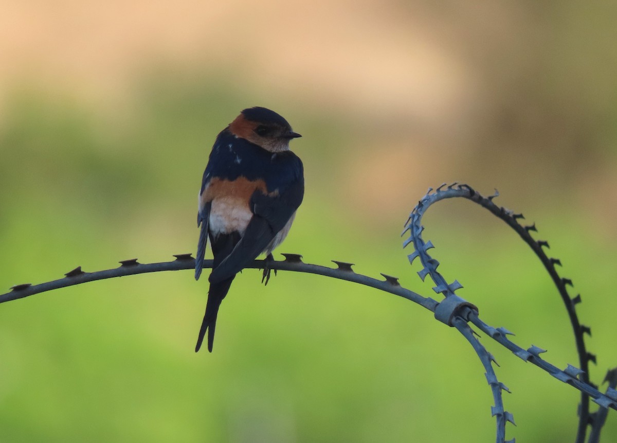 Red-rumped Swallow - ML620202609