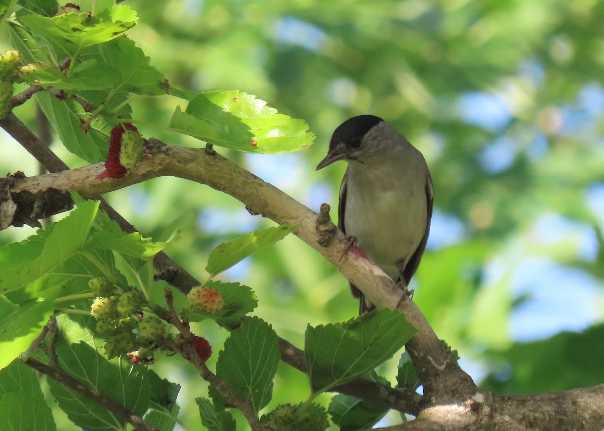 Eurasian Blackcap - הלל נחמן