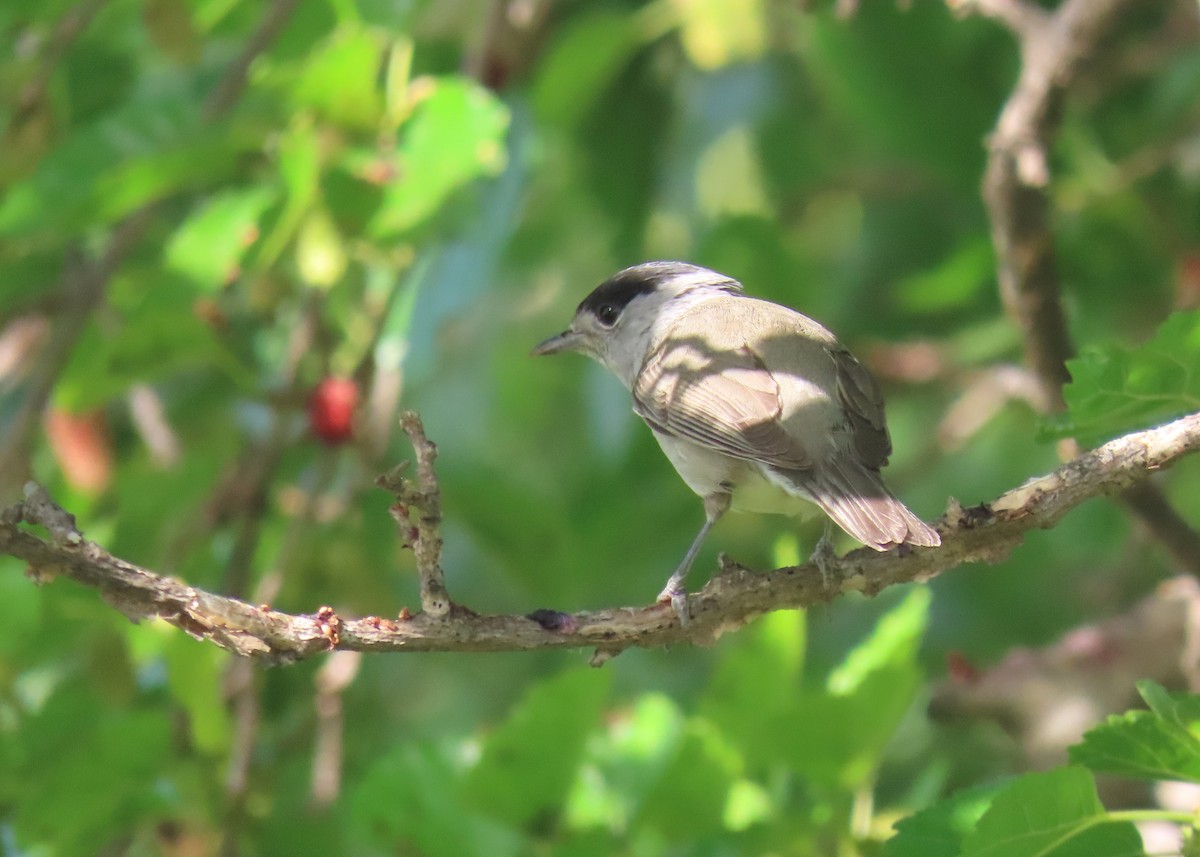 Eurasian Blackcap - ML620202614