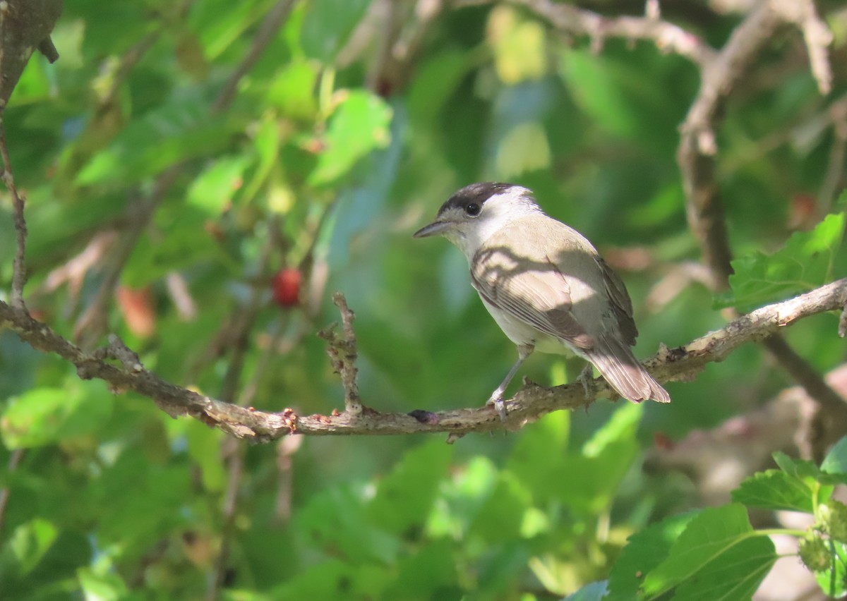 Eurasian Blackcap - ML620202615