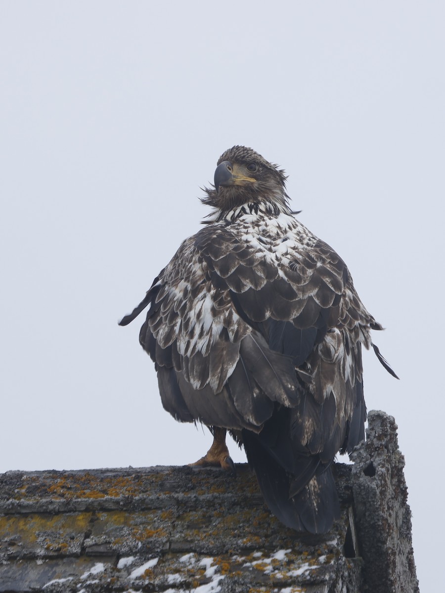 Weißkopf-Seeadler - ML620202618