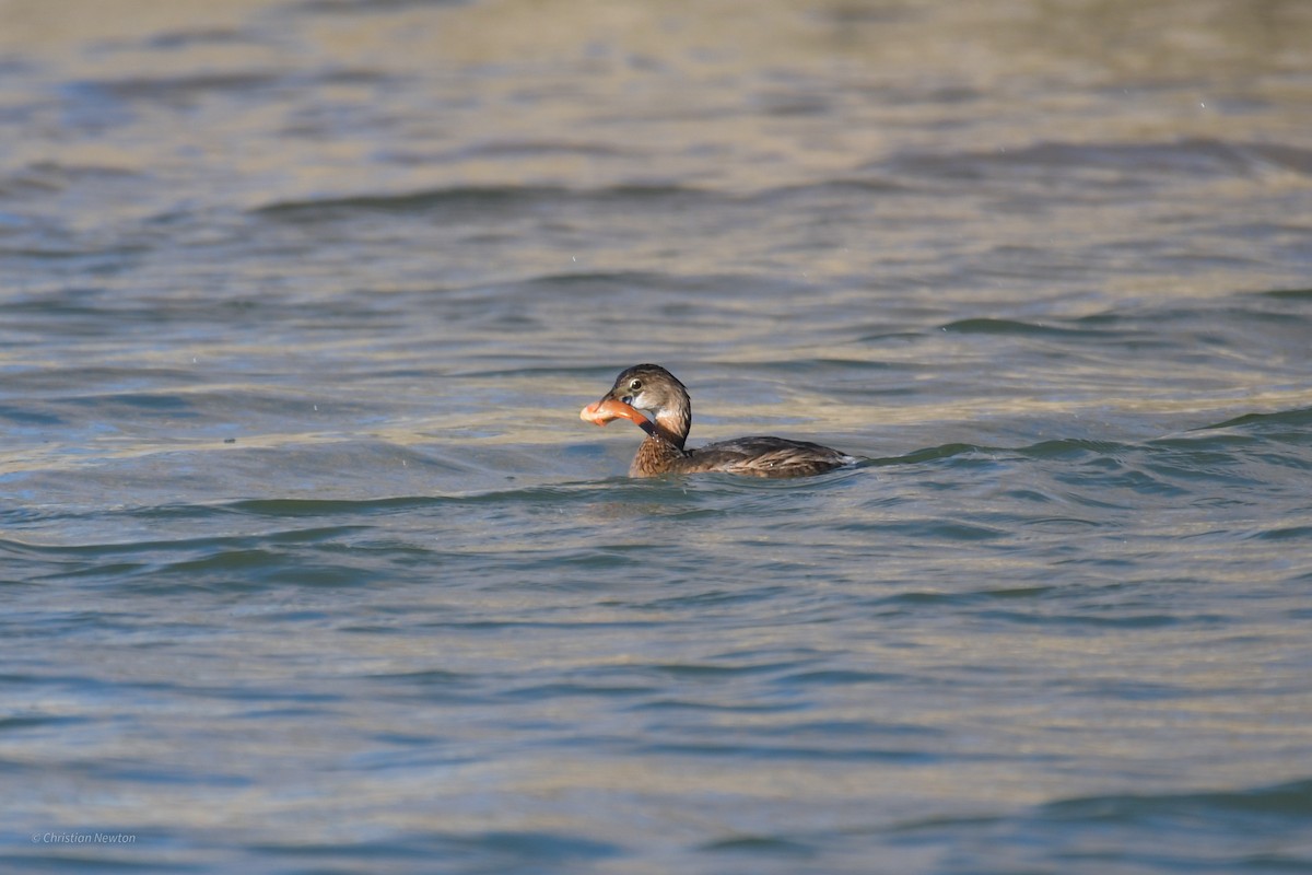 Pied-billed Grebe - ML620202634