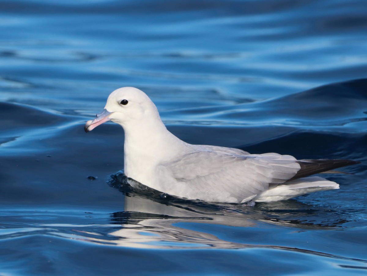 Fulmar argenté - ML620202647