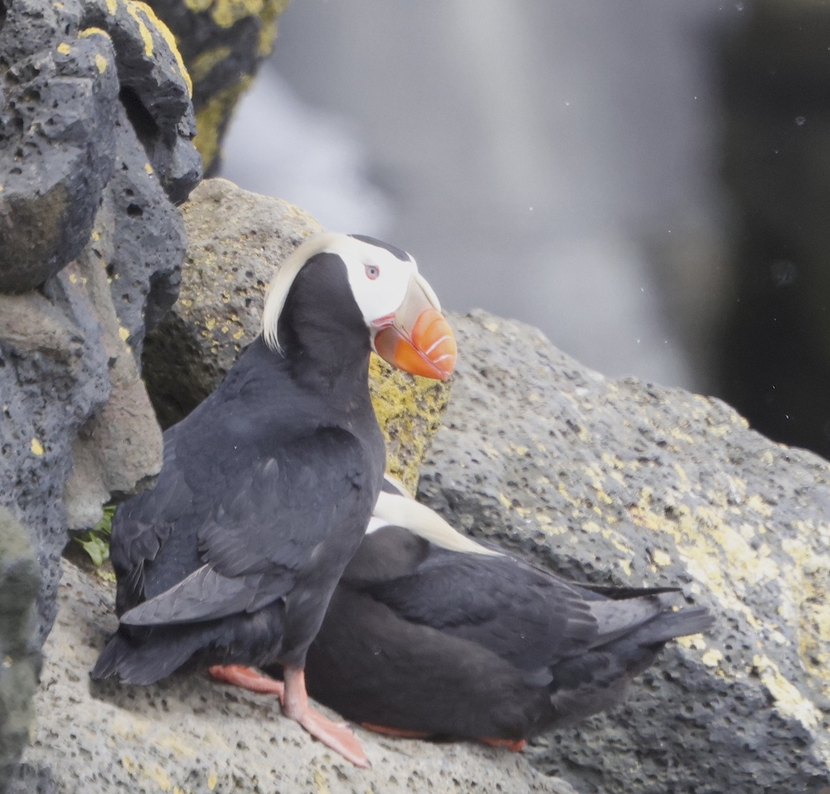 Tufted Puffin - ML620202651