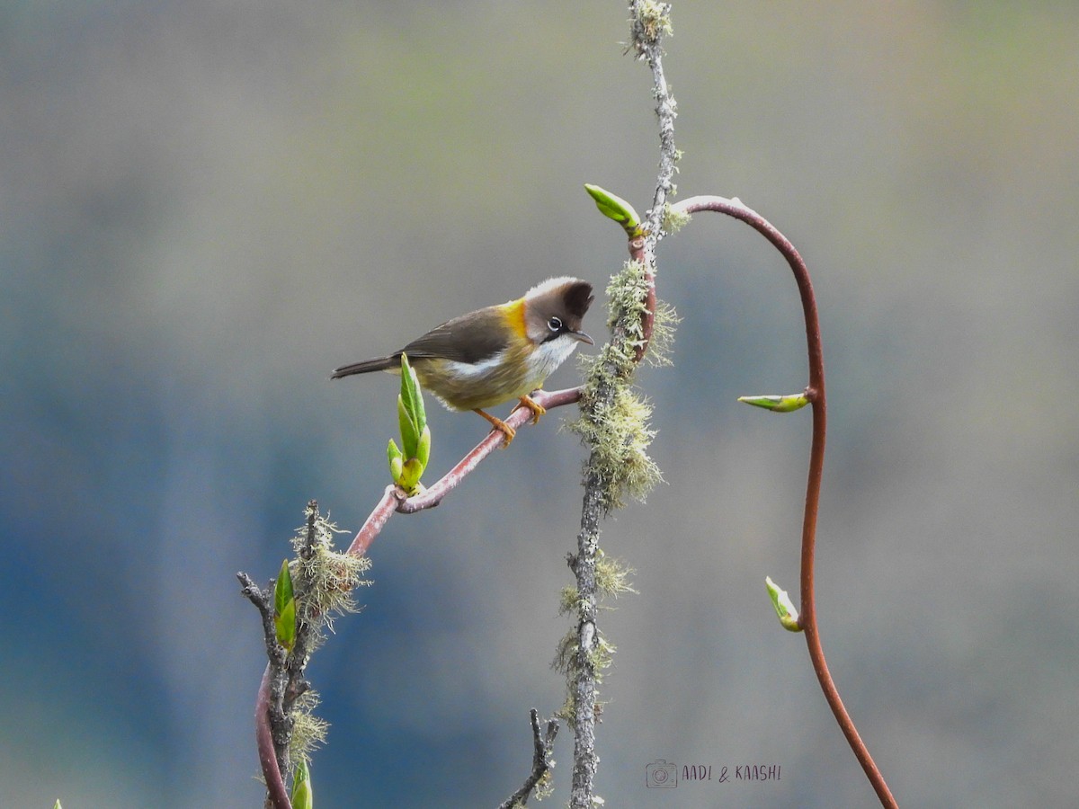 Yuhina à cou roux - ML620202659