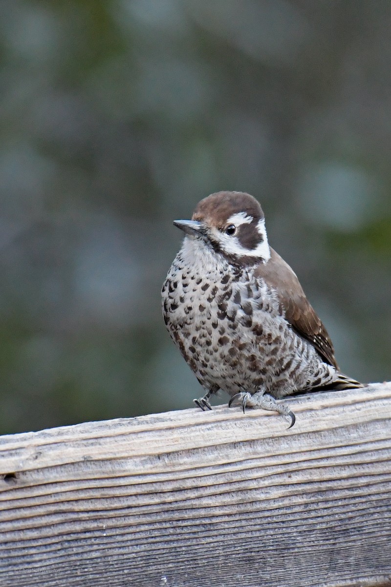 Arizona Woodpecker - ML620202663