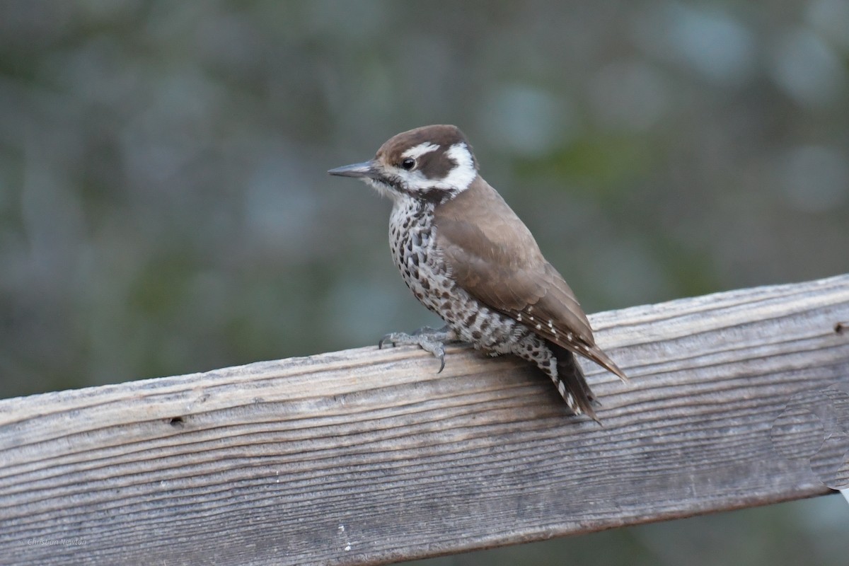 Arizona Woodpecker - ML620202664
