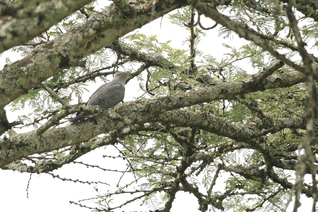 African Cuckoo - ML620202666