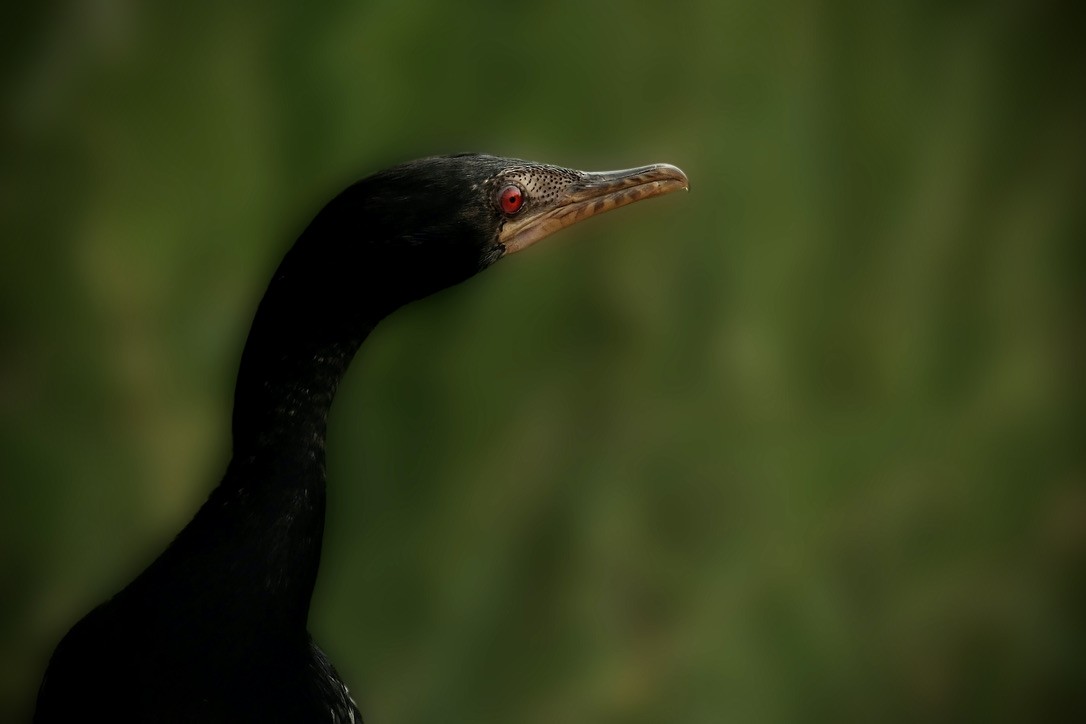 Long-tailed Cormorant - ML620202668