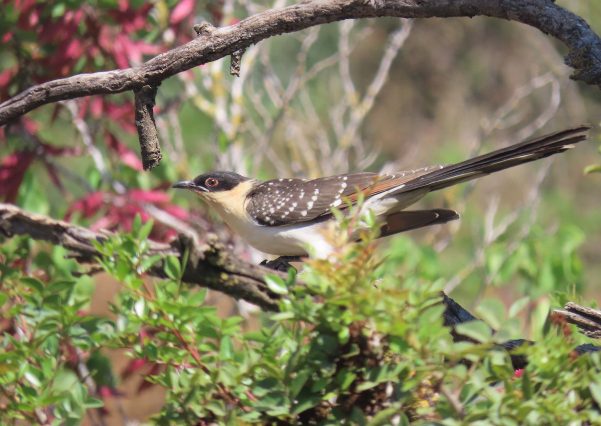 Great Spotted Cuckoo - ML620202669