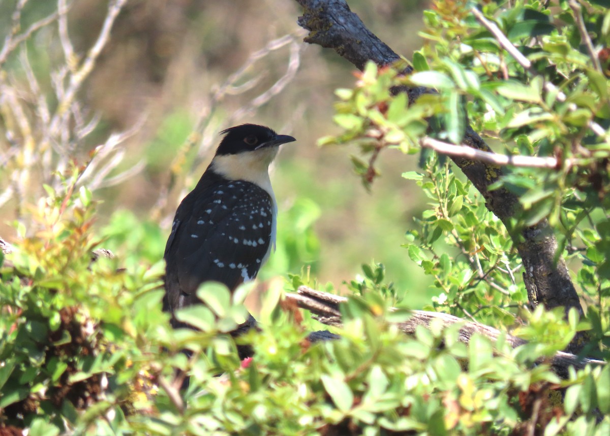 Great Spotted Cuckoo - ML620202670