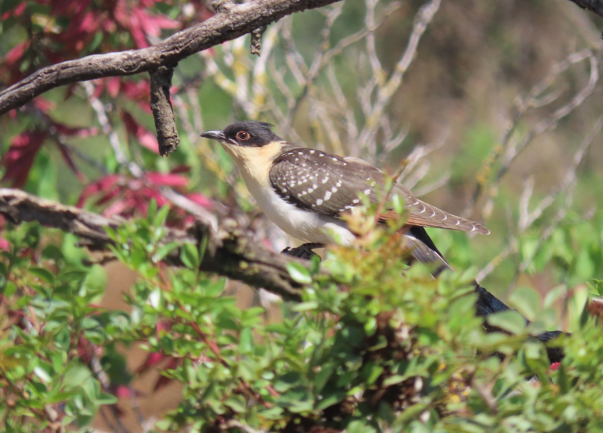 Great Spotted Cuckoo - ML620202671