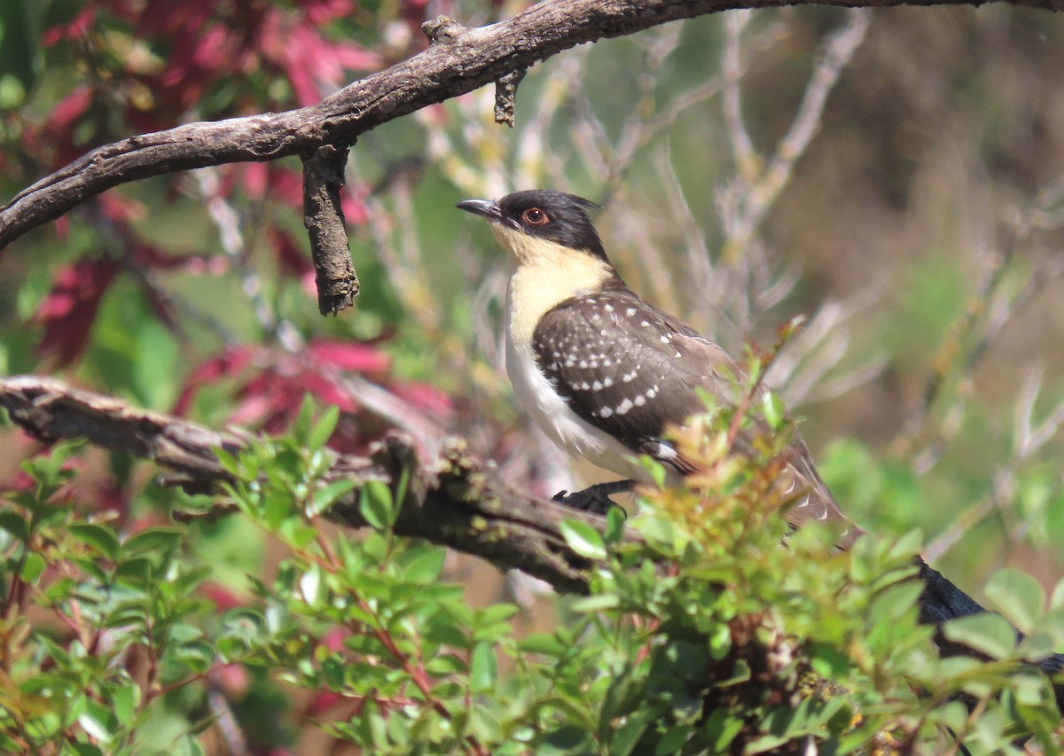 Great Spotted Cuckoo - ML620202672