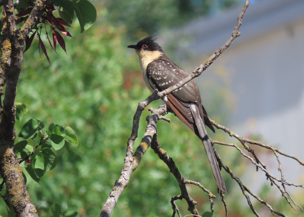 Great Spotted Cuckoo - ML620202673