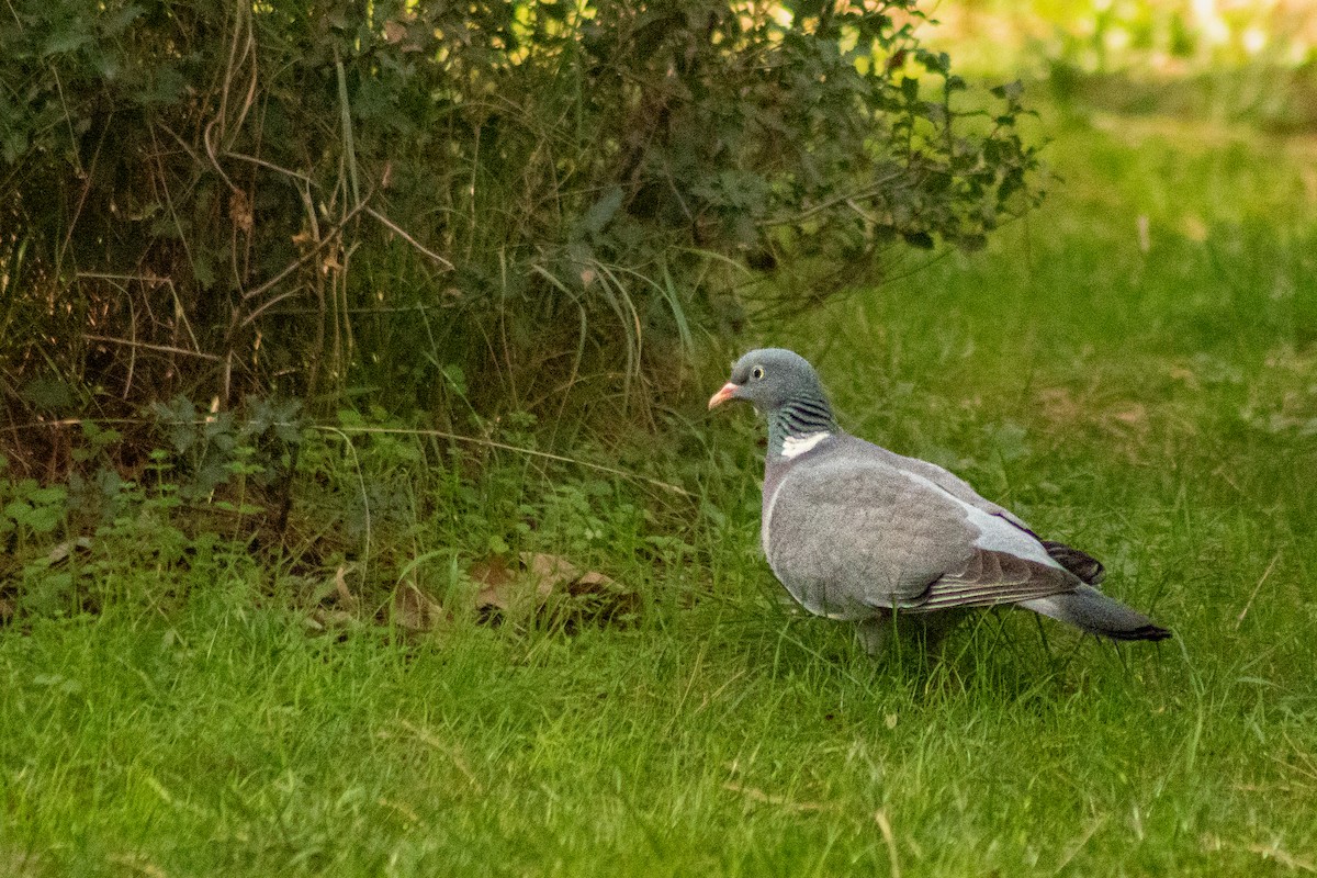 Common Wood-Pigeon - ML620202674