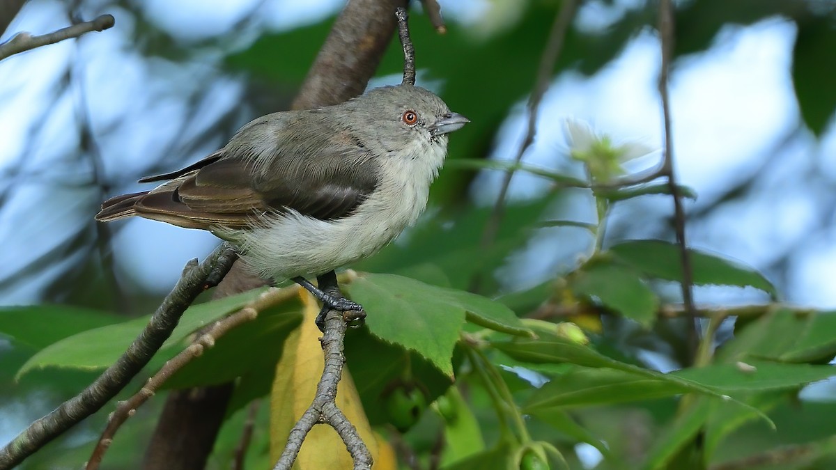 Thick-billed Flowerpecker - ML620202675