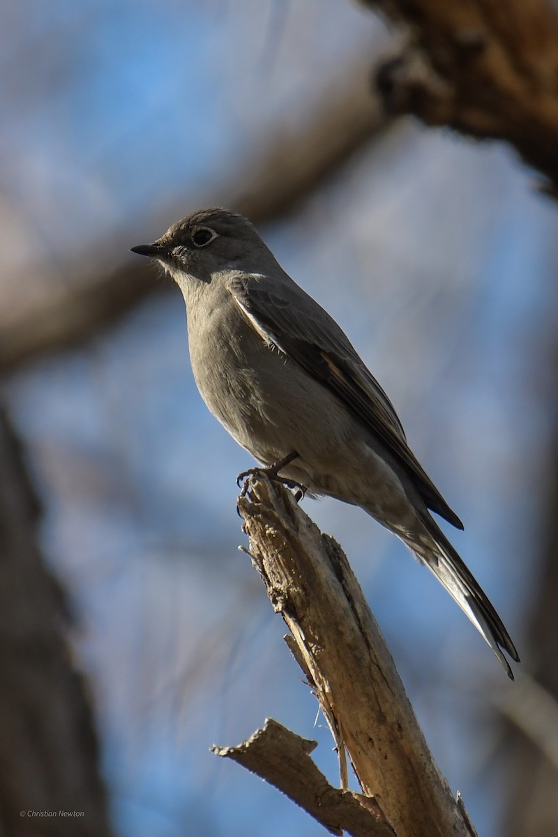 Townsend's Solitaire - ML620202678