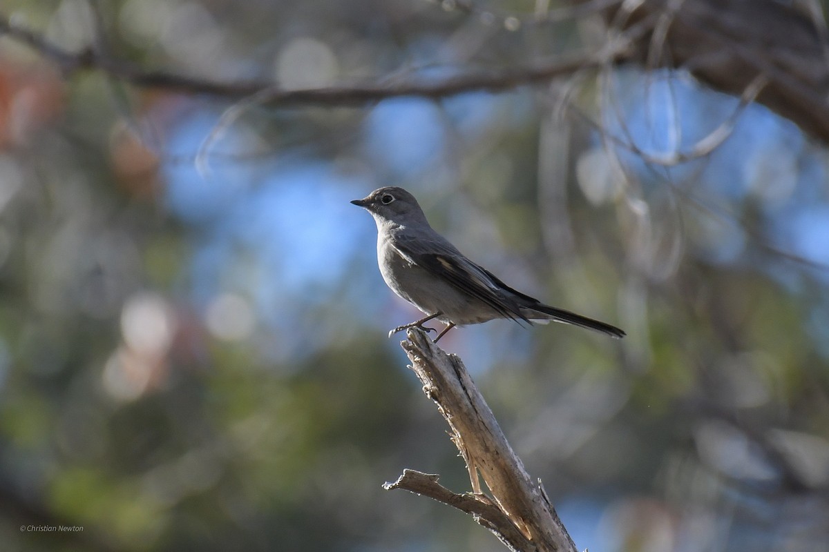 Townsend's Solitaire - ML620202679