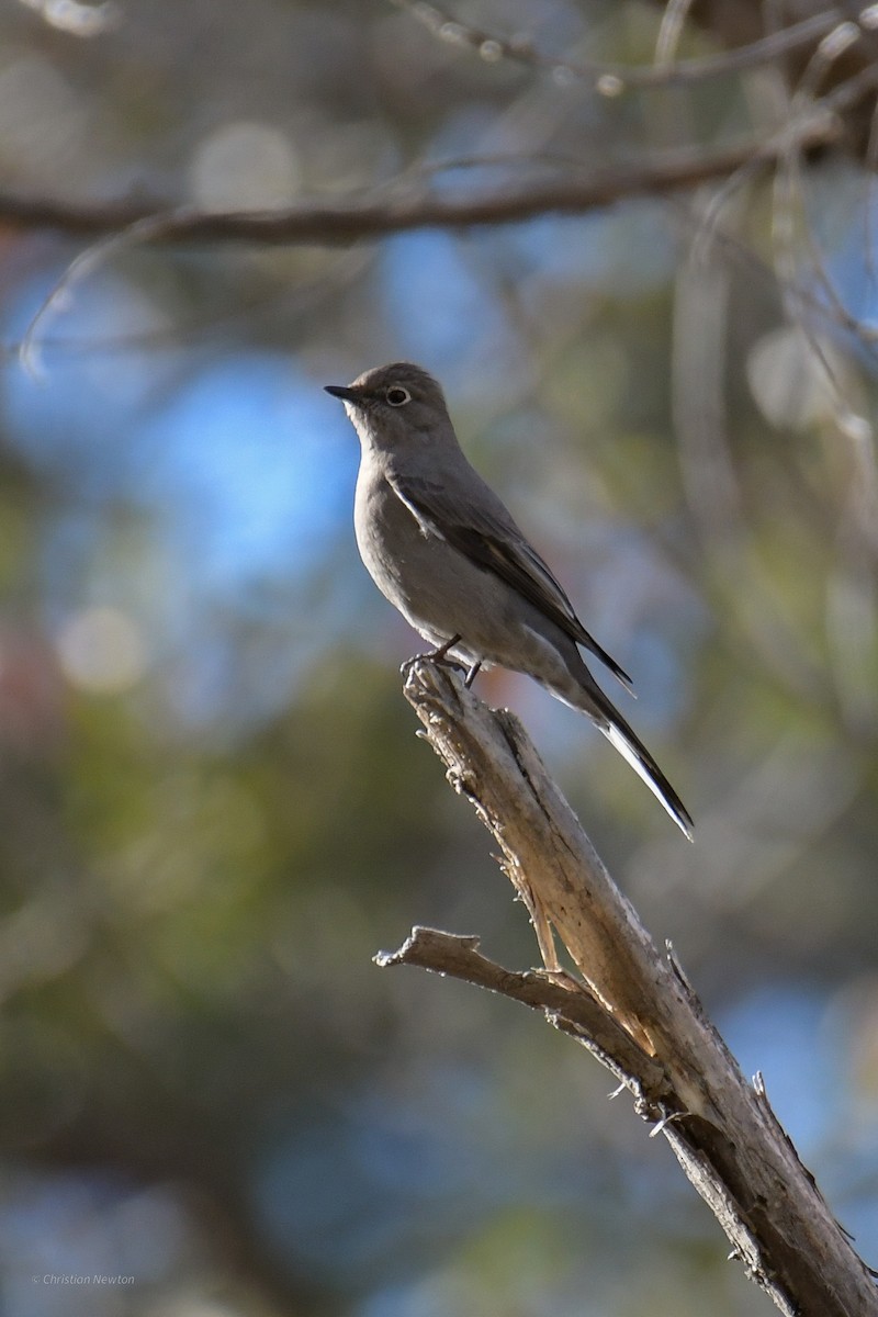 Townsend's Solitaire - ML620202680