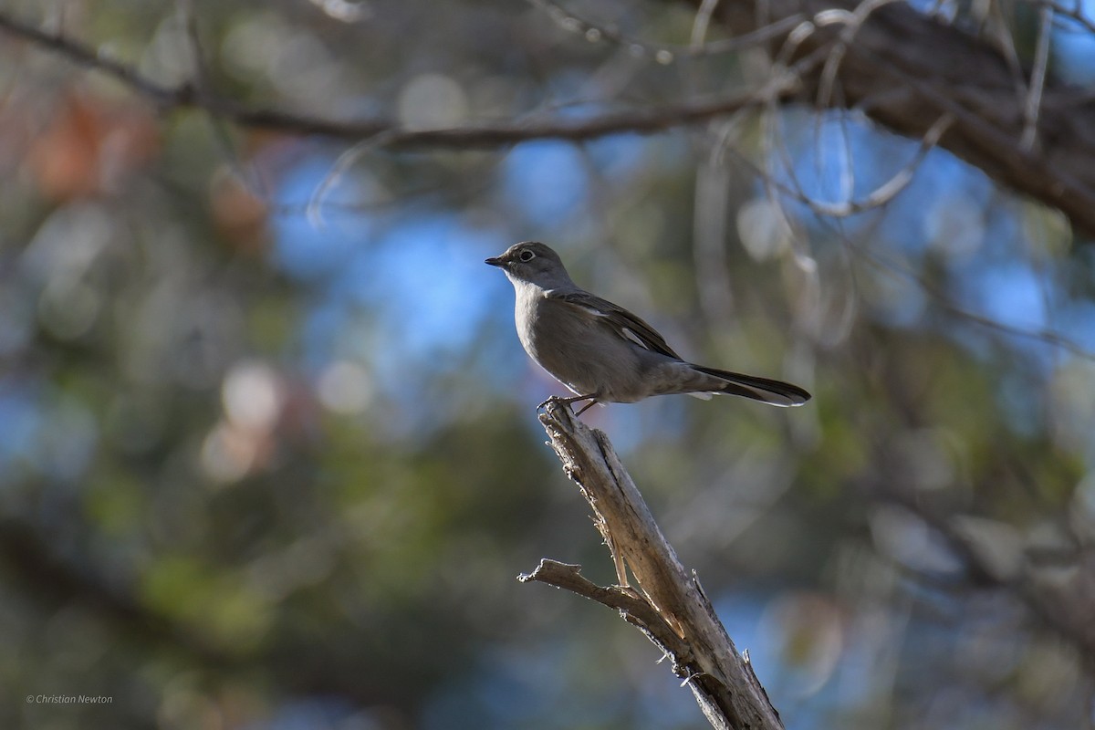 Townsend's Solitaire - ML620202681