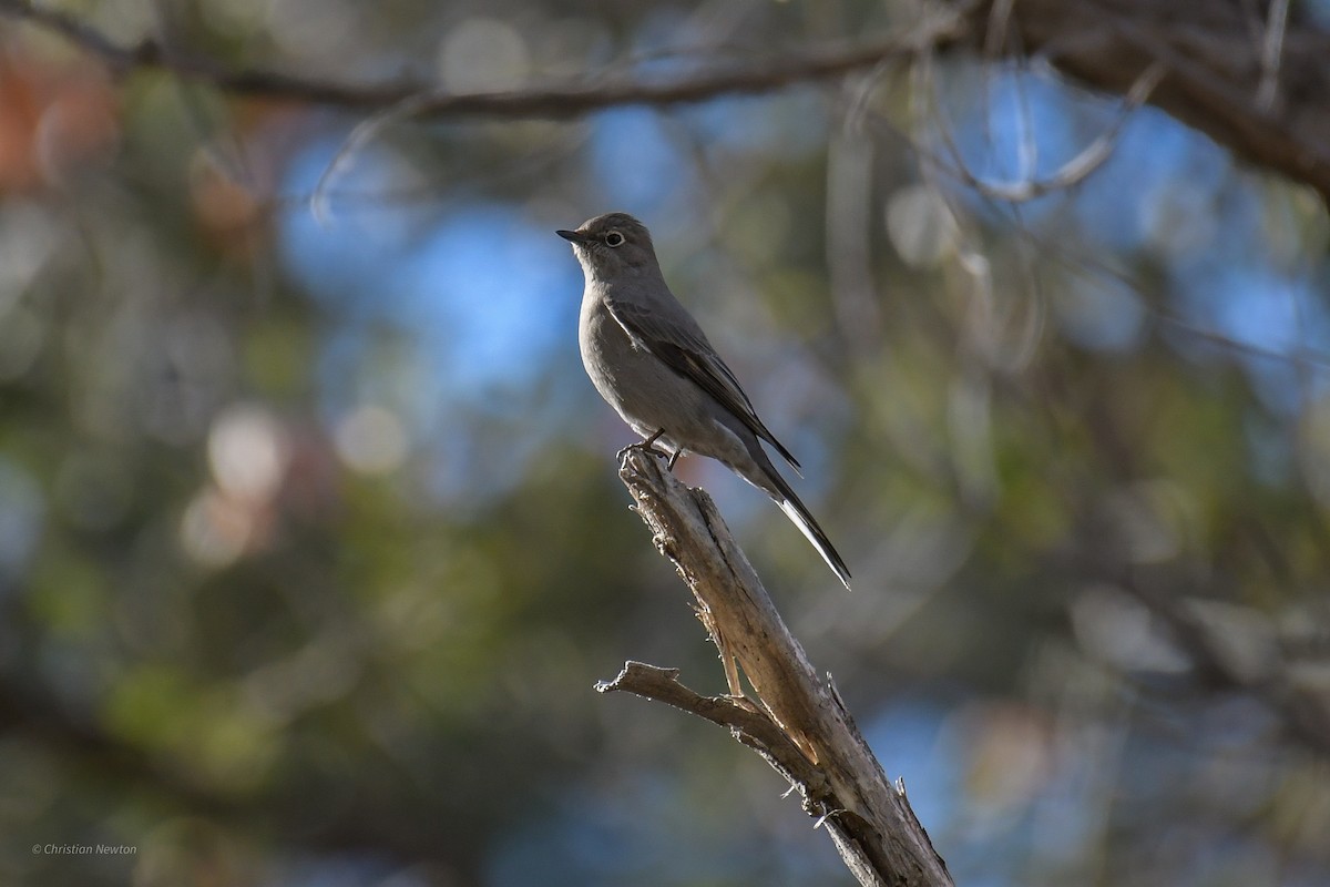 Townsend's Solitaire - ML620202682
