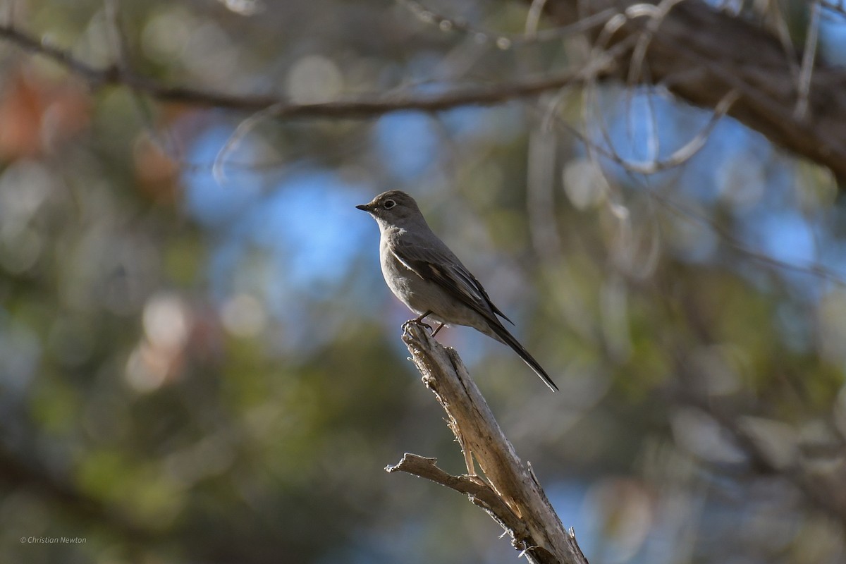 Townsend's Solitaire - ML620202683