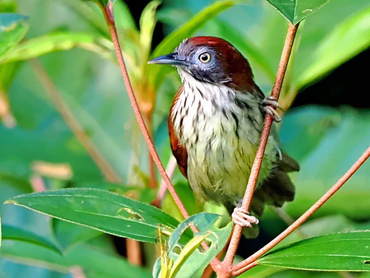 Bold-striped Tit-Babbler - ML620202691