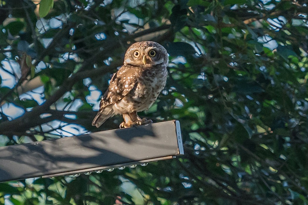 Spotted Owlet - ML620202693