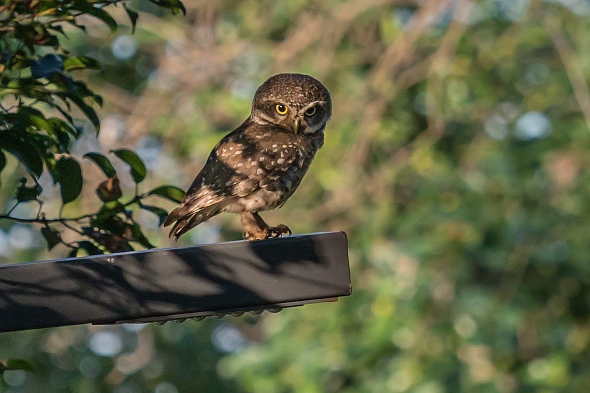 Spotted Owlet - ML620202694