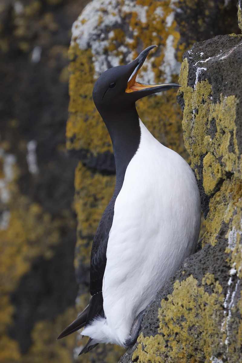 Thick-billed Murre - ML620202703