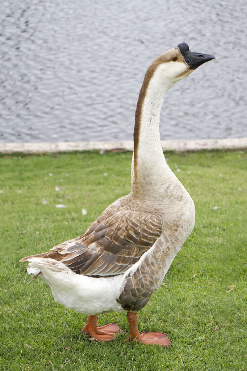 Swan Goose (Domestic type) - ML620202705