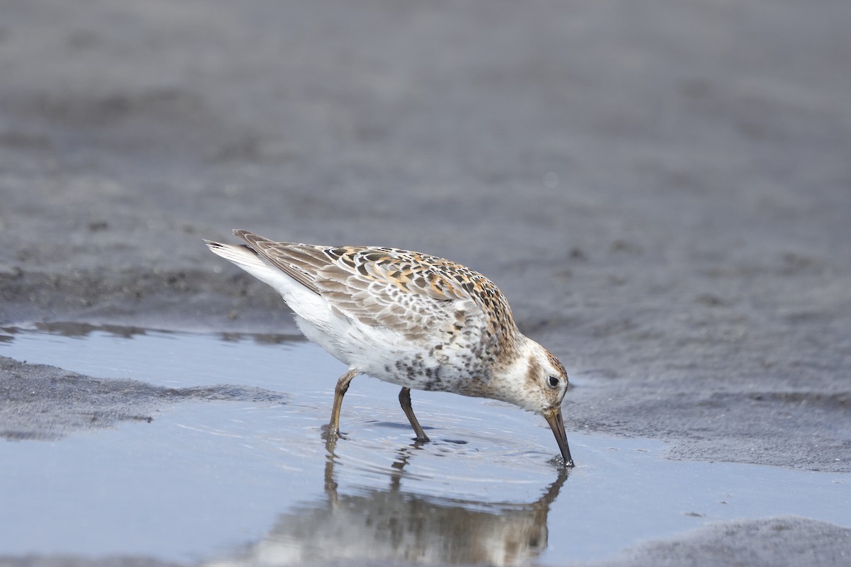 Rock Sandpiper - ML620202706