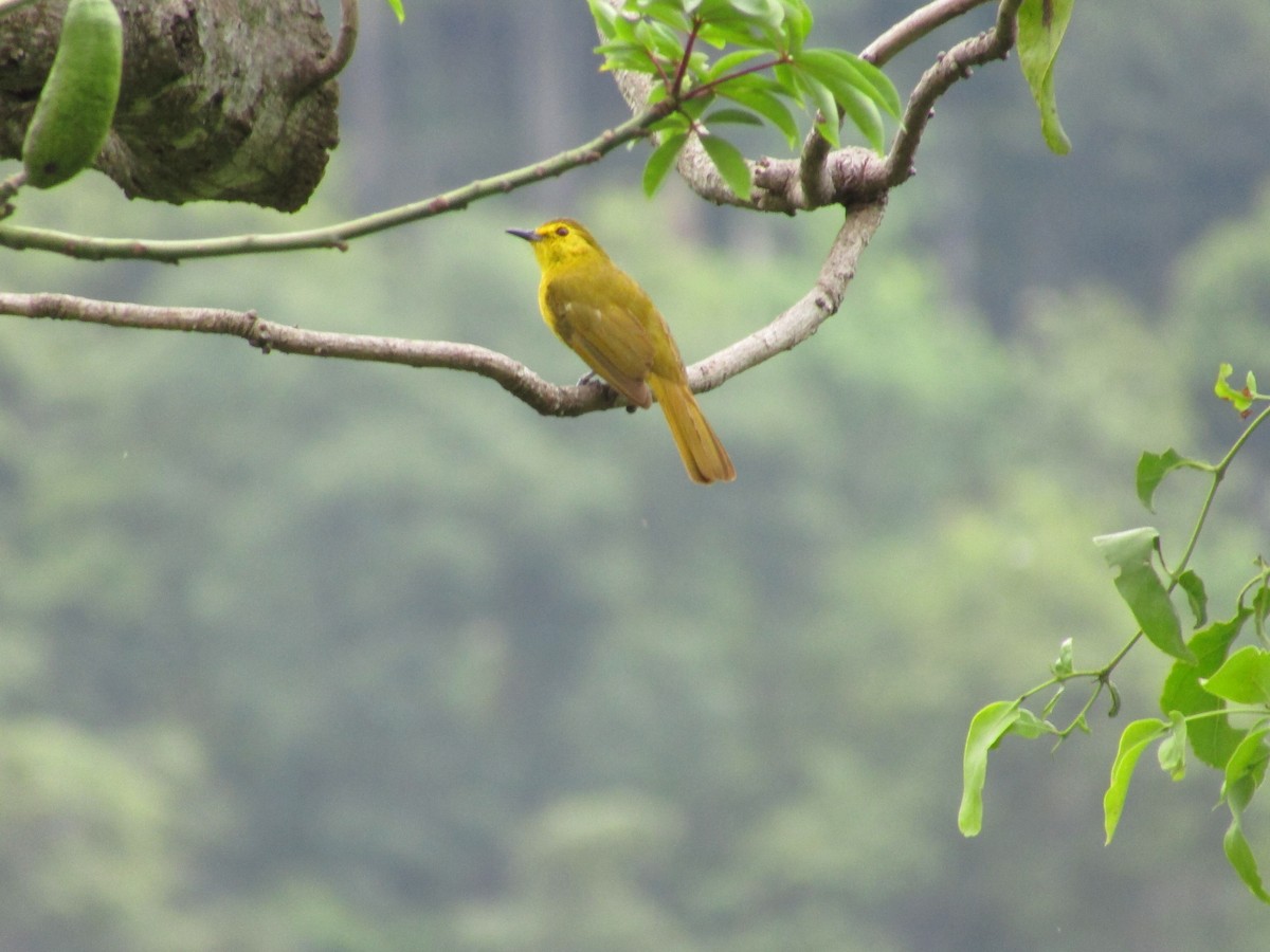 Yellow-browed Bulbul - ML620202711