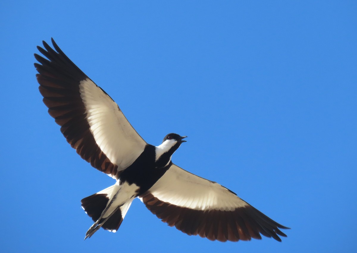 Spur-winged Lapwing - ML620202712