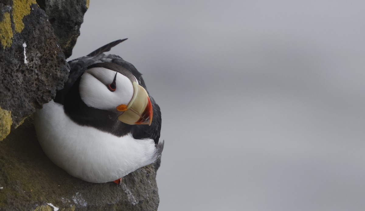 Horned Puffin - ML620202714