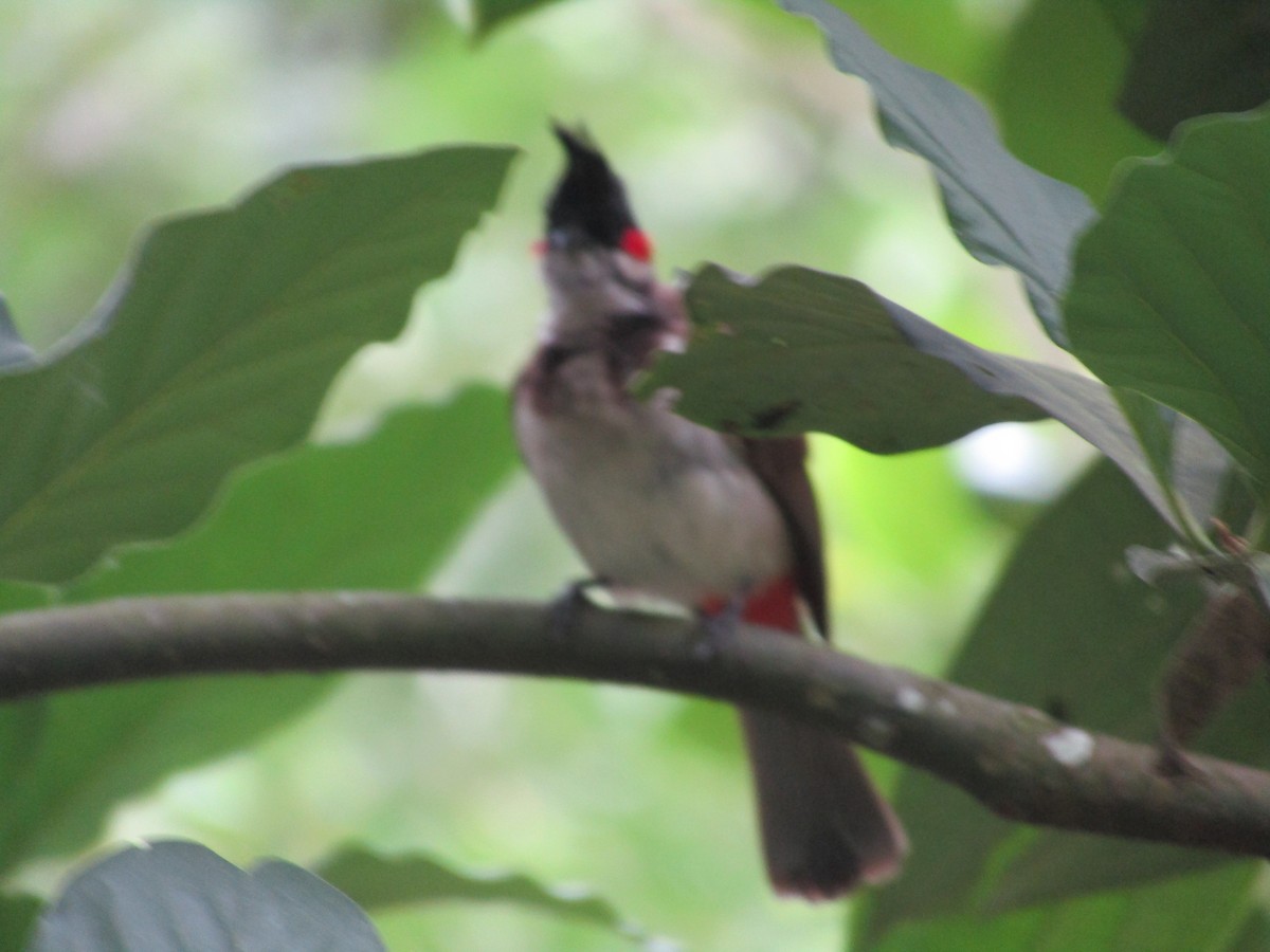 Red-whiskered Bulbul - ML620202718