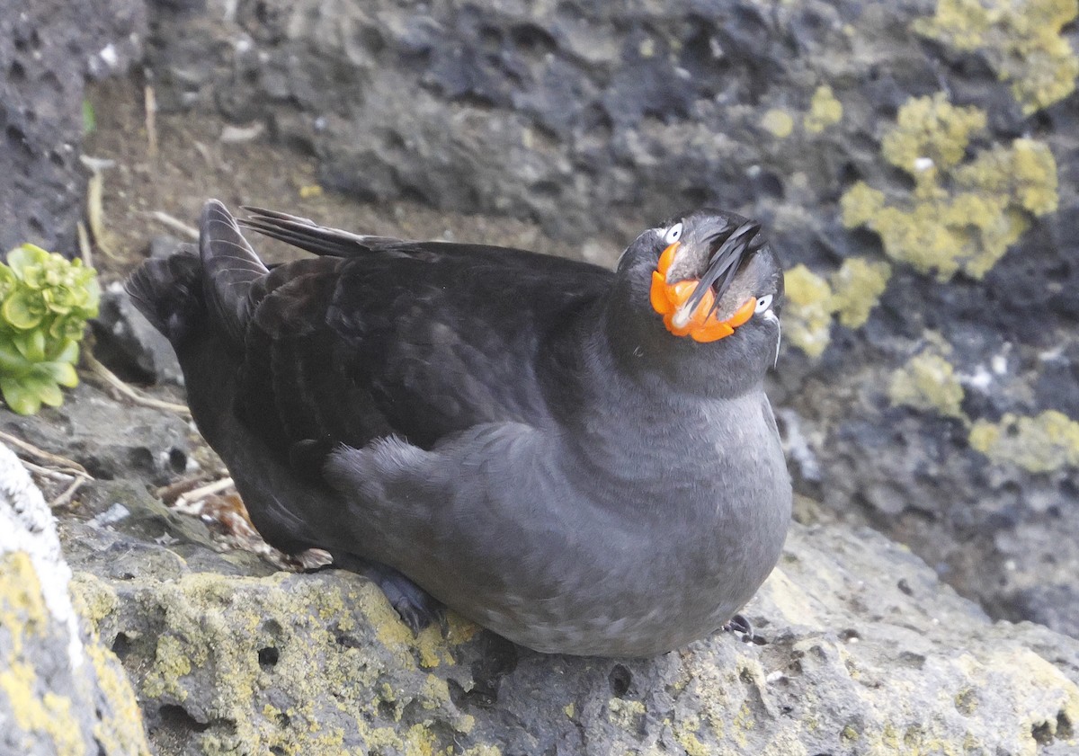 Crested Auklet - ML620202720