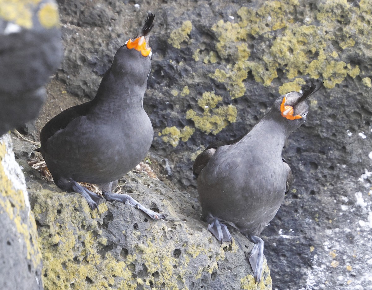 Crested Auklet - ML620202721