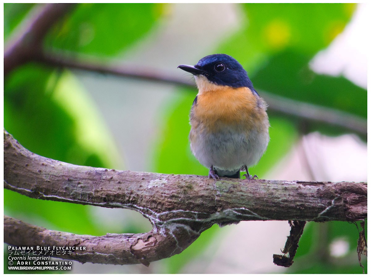 Palawan Blue Flycatcher - Adrian Constantino