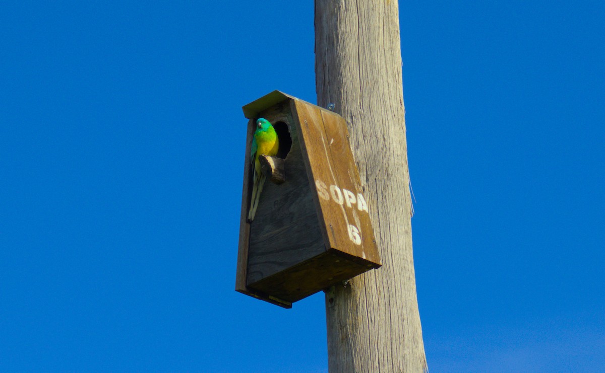 Red-rumped Parrot - ML620202726