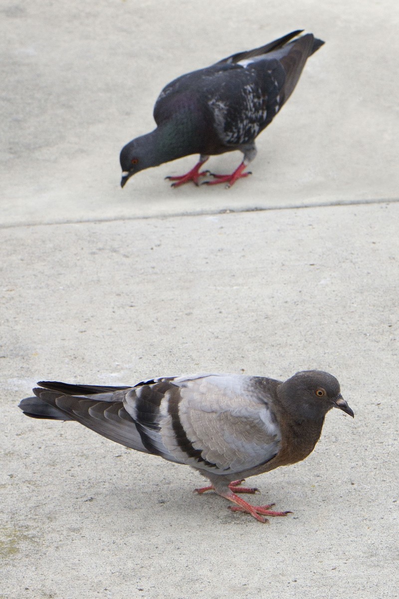 Pigeon biset (forme domestique) - ML620202729