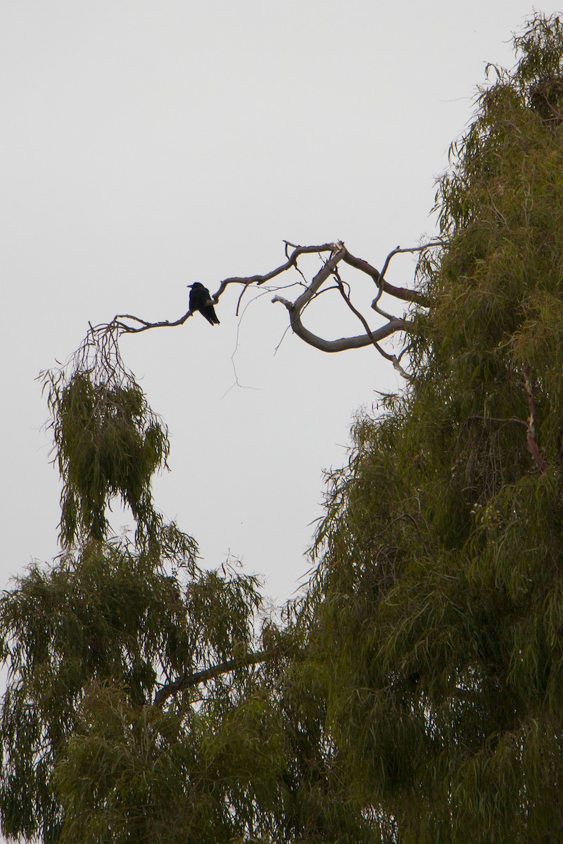 American Crow - ML620202736