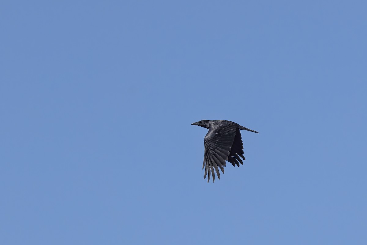 Torresian Crow - ML620202738
