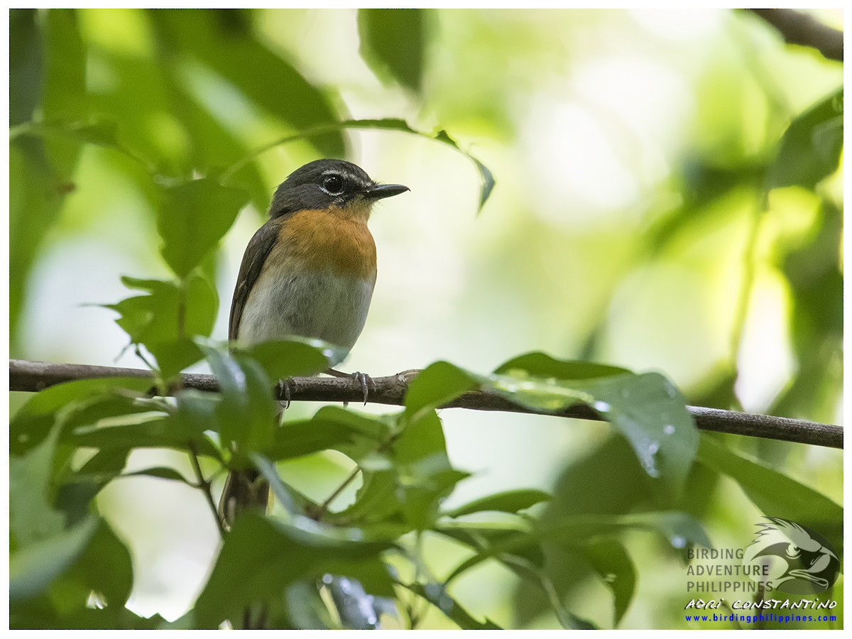 Palawan Blue Flycatcher - ML620202739