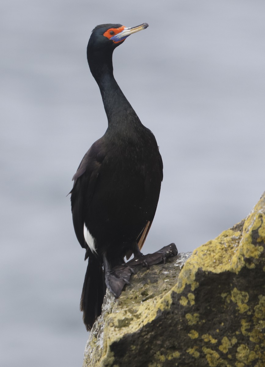 Red-faced Cormorant - ML620202743