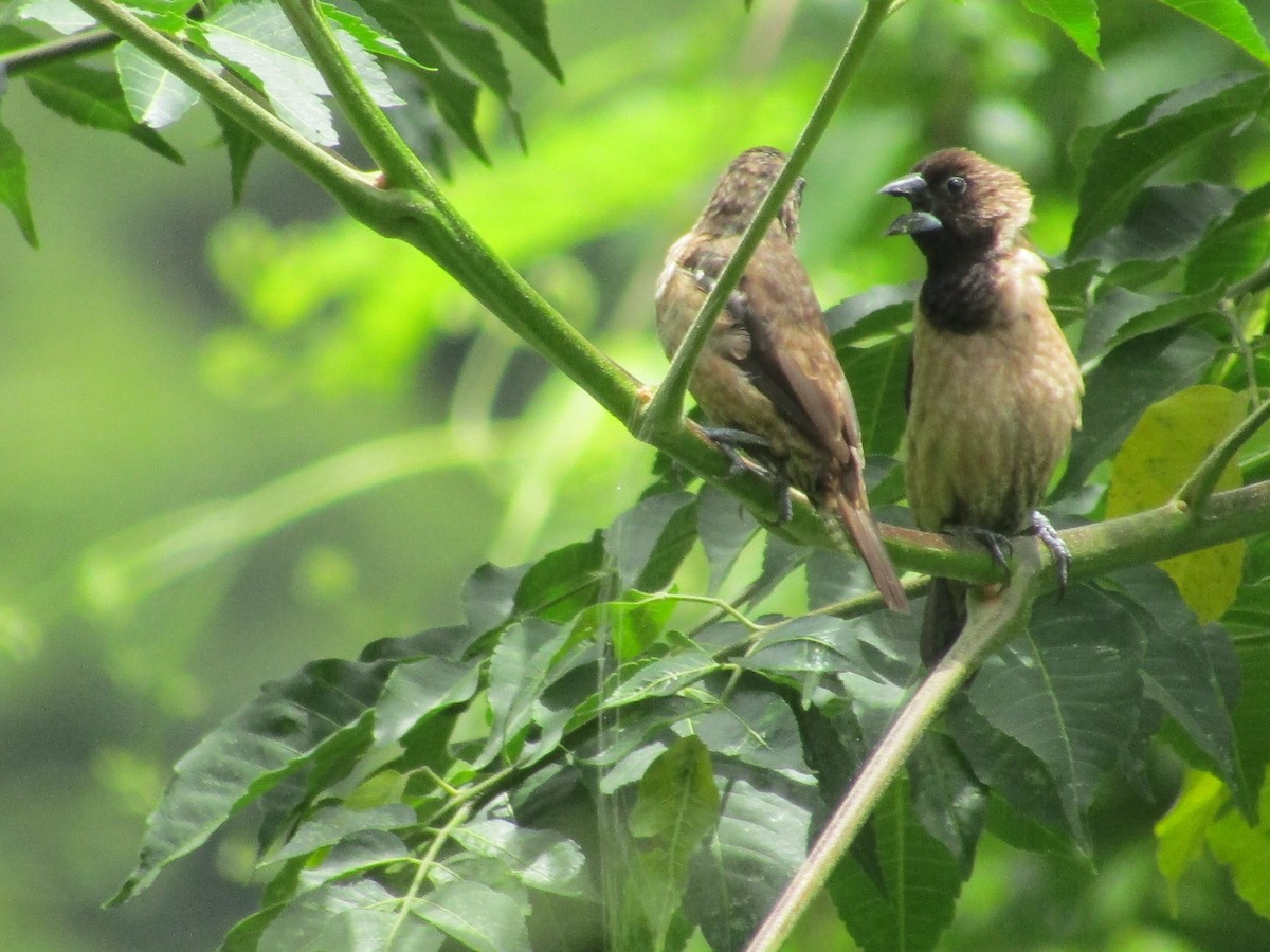 Black-throated Munia - ML620202751