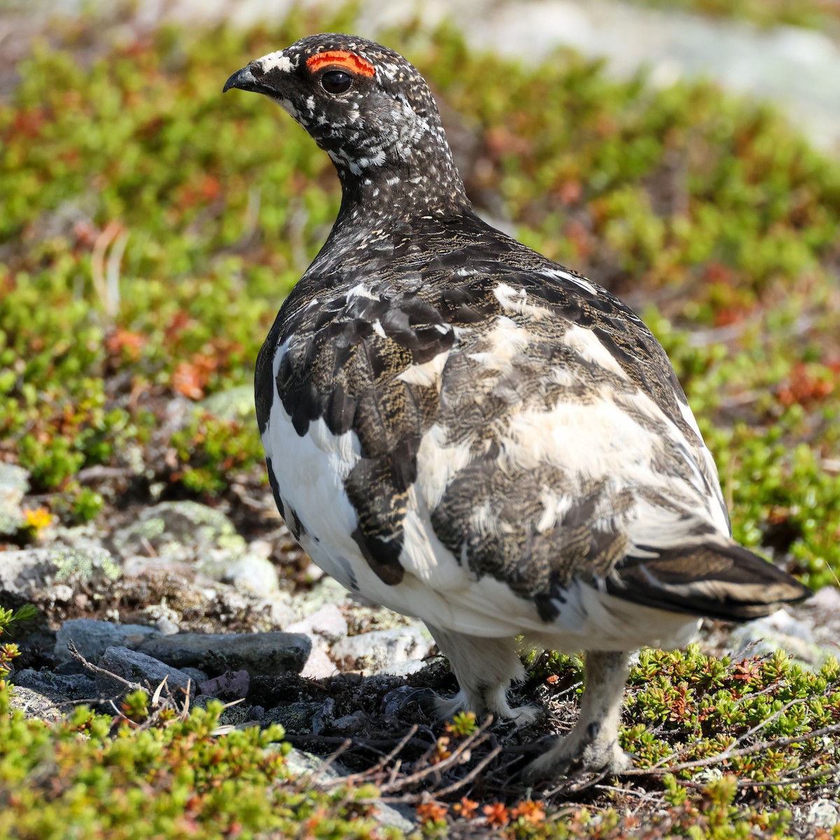 Rock Ptarmigan - Sebastian Ekbom