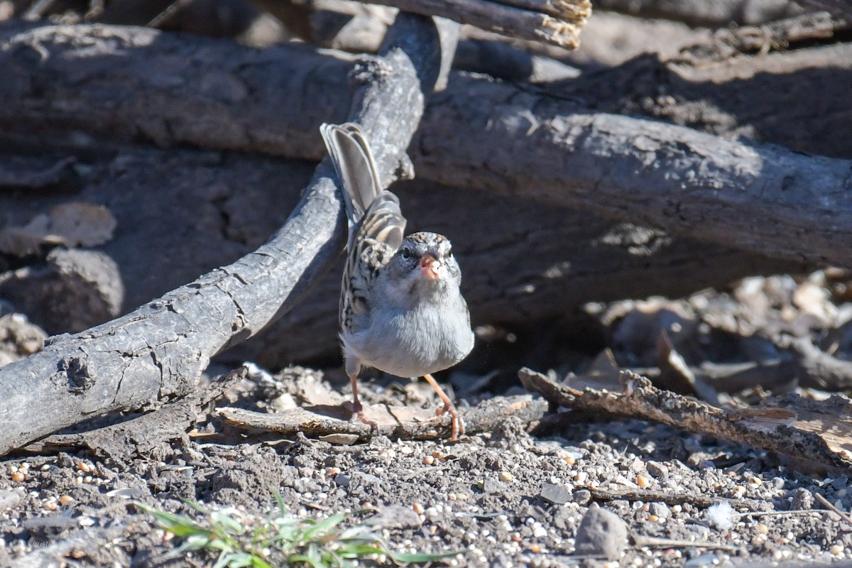 Rufous-winged Sparrow - ML620202788