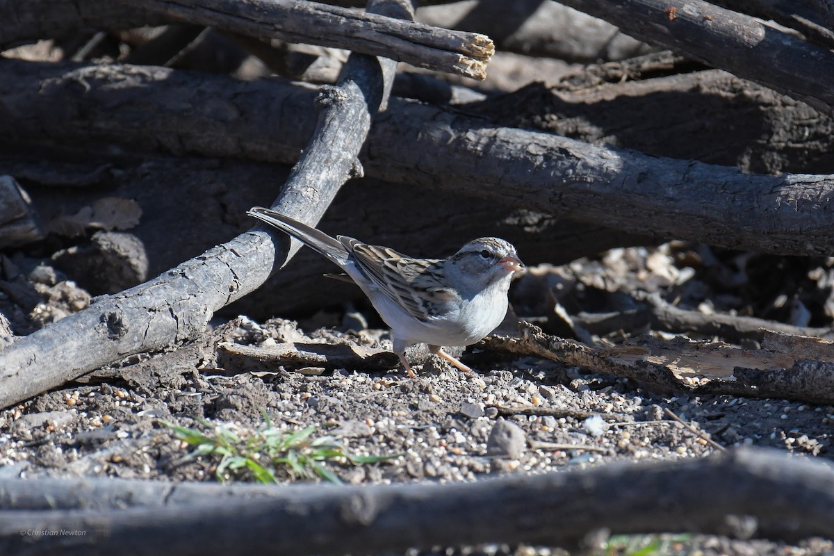 Rufous-winged Sparrow - ML620202789