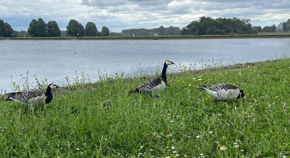 Barnacle Goose - ML620202793